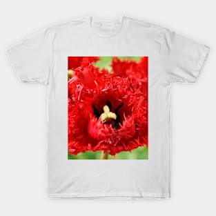 Tulipa  &#39;Barbados&#39;  Fringed Group  Tulip T-Shirt